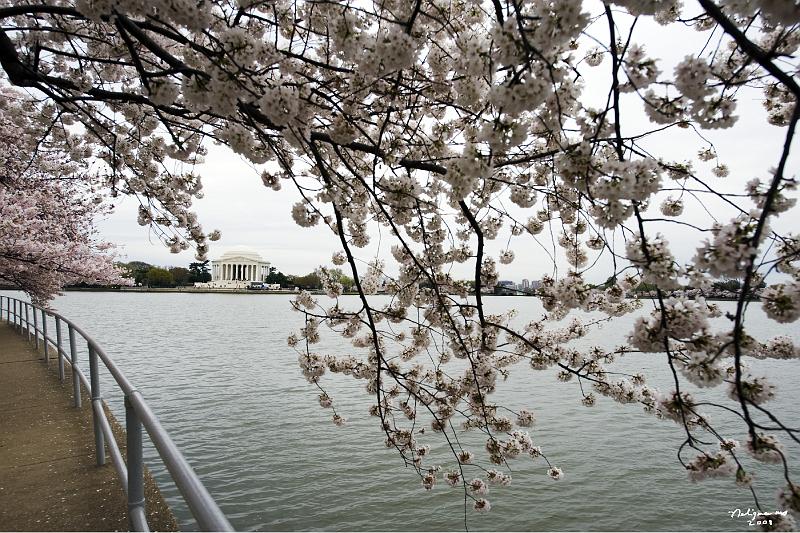 20080403_121440 D3 P.jpg - Cherry Blossom blooming, Tidal Basin